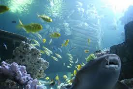 Akwarium Sea Life München