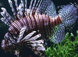 Akwarium Tropikalne w Porte Dorée