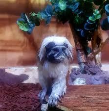 Akwarium w Szybeniku