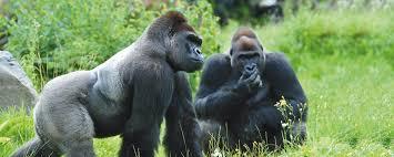 Ogród Zoologiczny w Opolu