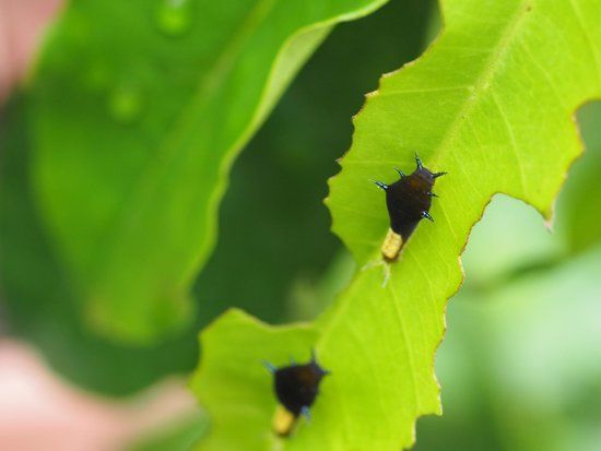 Muzeum Entomologii Musheng