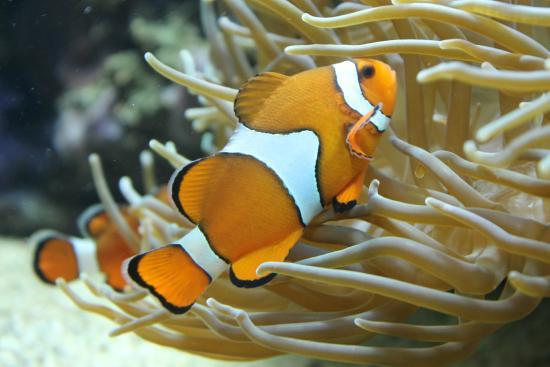 Busumer Meereswelten