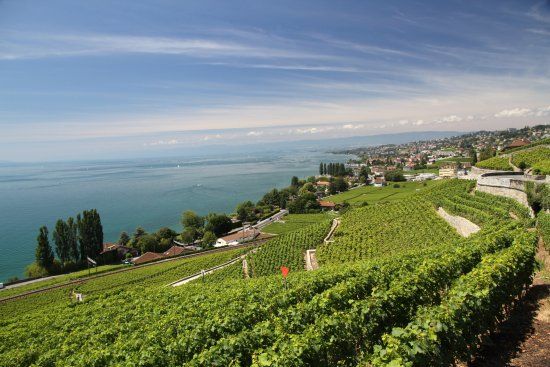 Winnice tarasowe w Lavaux