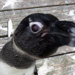 Pizzeria Piccola Ergo