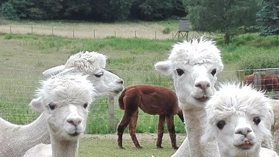 Saar Alpaka Gbr