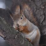 Waldgasthaus Augustinerhutte