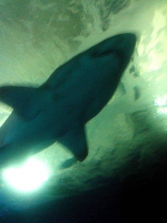 Akwarium w Almuñécar