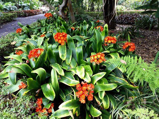 Ogrod botaniczny La Orotava