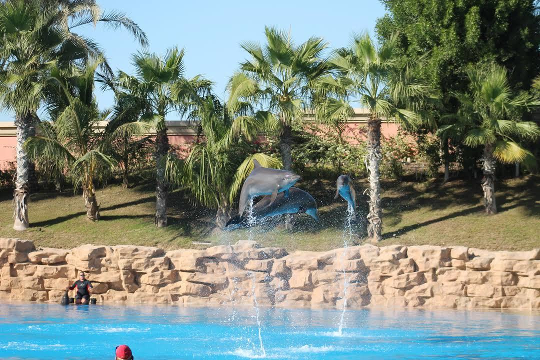 Delfinarium Dolphin Bay