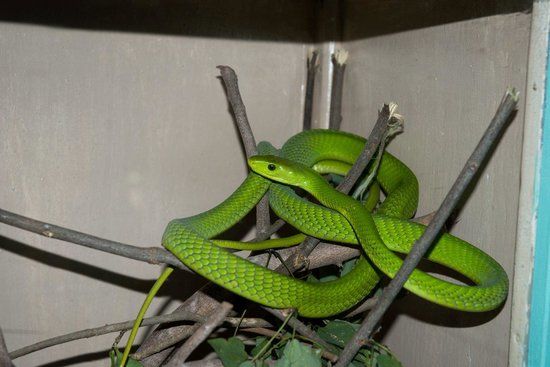 Farma węży Bio-Ken