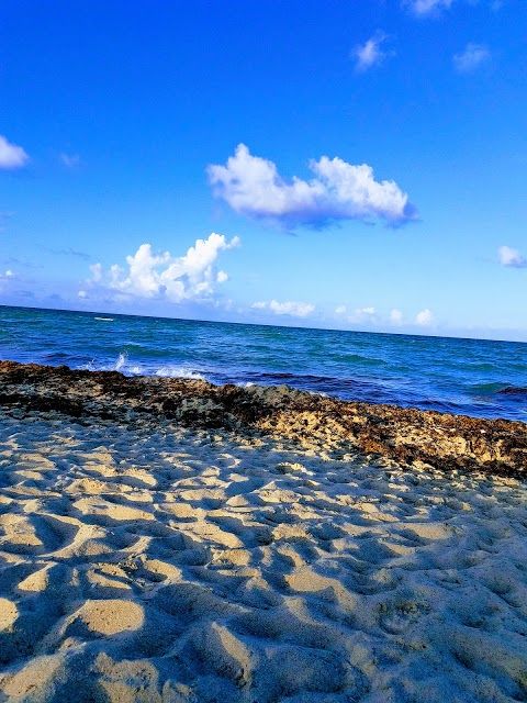 Teren zielony North Shore