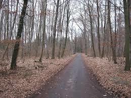 Frankfurcki Las Miejski