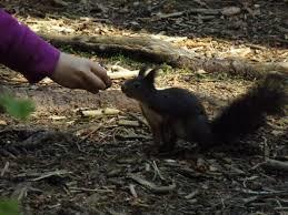 Eichhornchenwald Fischen