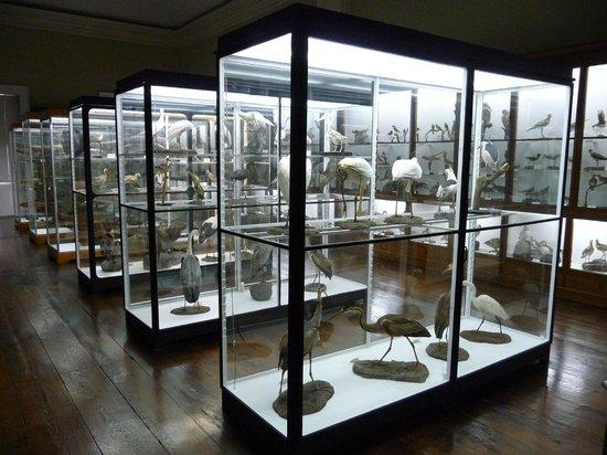 Muzeum Historii Naturalnej w Funchal