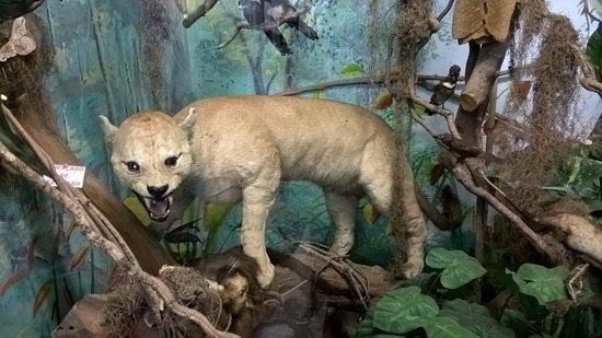 Muzeum Historii Naturalnej