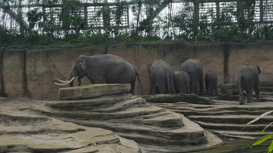 Ogród zoologiczny Dierenpark Emmen