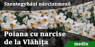 Daffodils Glade from Vlahita