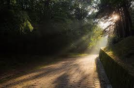 Rezerwat przyrody Wąwóz Szaniawskiego