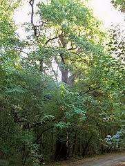 Rezerwat przyrody Jadwisin