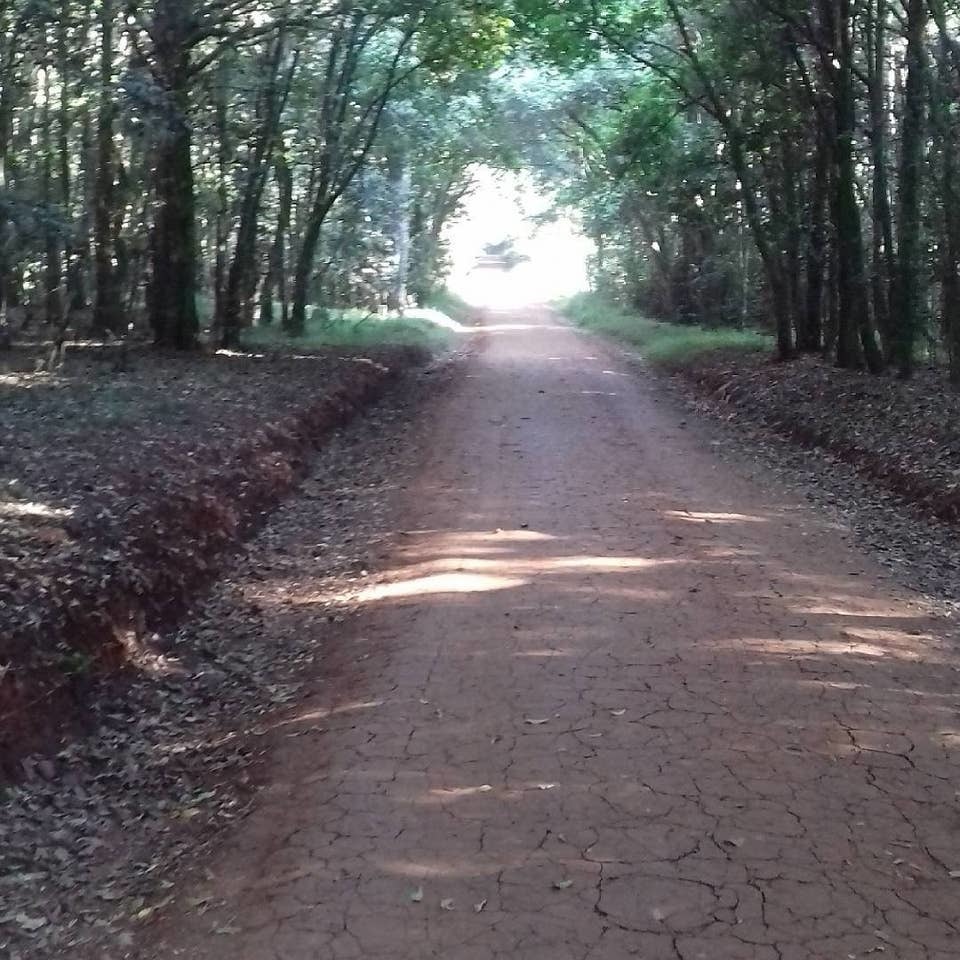 Karura Forest