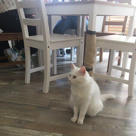 Marty kocici kavarna