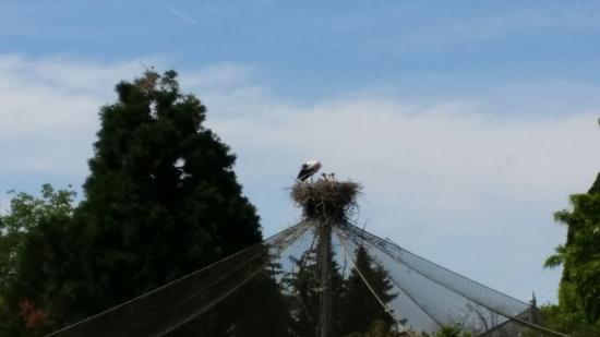 Ogród Zoologiczny w Heidelbergu