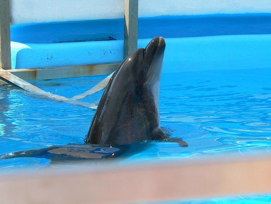 Delfinarium