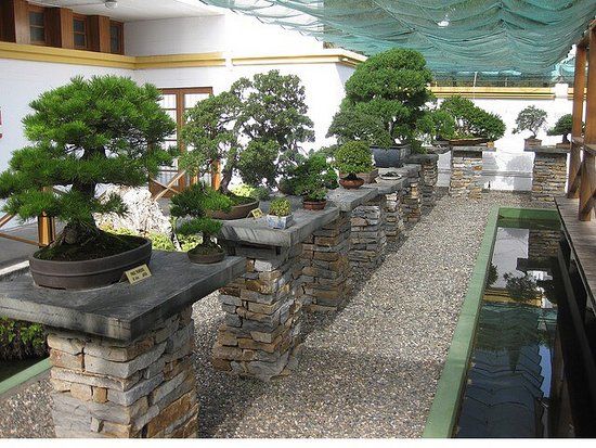 Muzeum drzewek bonsai