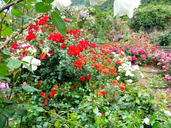 Roseiral da Quinta do Arco