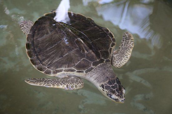 Induruwa Sea Turtle Conservation Project & Sea Turtle Information Center