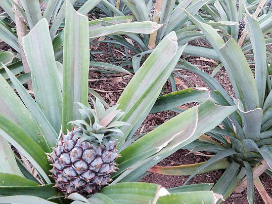 Pineapples A Arruda