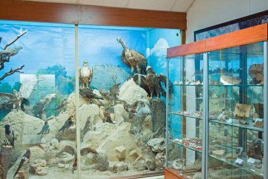 Muzeum Historii Naturalnej w Larnace