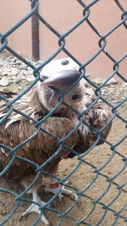 Kalba Bird of Prey Centre