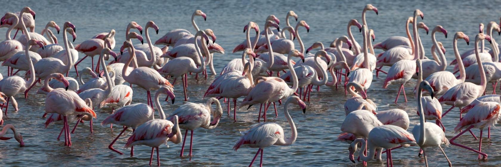 Park przyrodniczy Ras Al Khor Wildlife Sanctuary