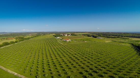 Farma Jola Poljoprivredni Obrt
