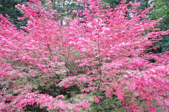 Arboretum w Sárvárze