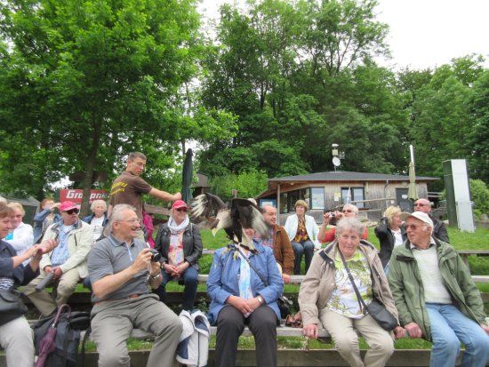 Falknerei Greifvogel Park