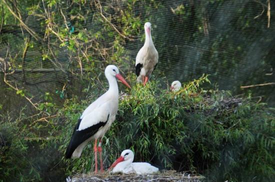 Park rozrywki Cigoland
