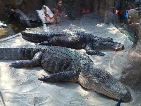 Park wodny Oltremare