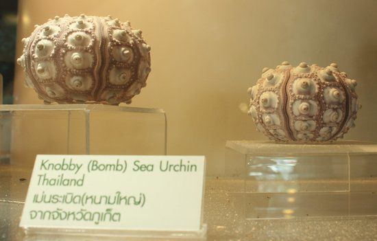 Muzeum Muszli w Bangkoku