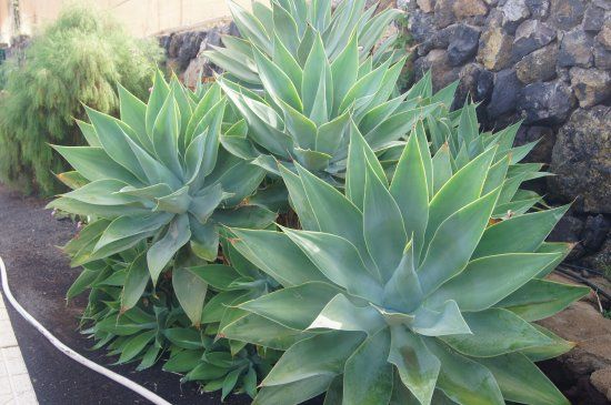 Ogród botaniczny Aloe Park