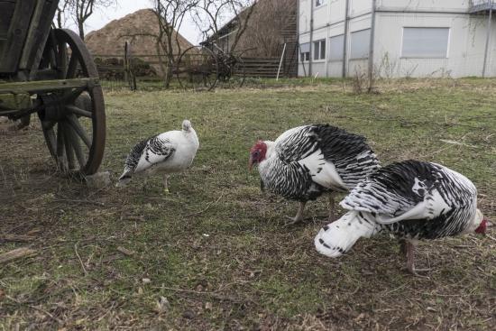 Kompleks Muzealny w Dahlem