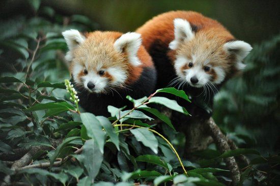 Menażeria Jardin des Plantes