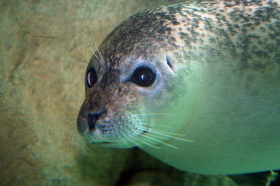 Oceanarium w Norwalk