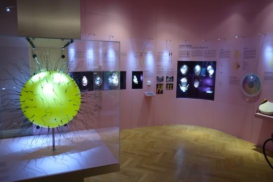 Estońskie Muzeum Medycyny