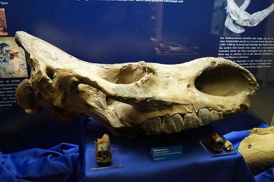 Muzeum Historii Naturalnej