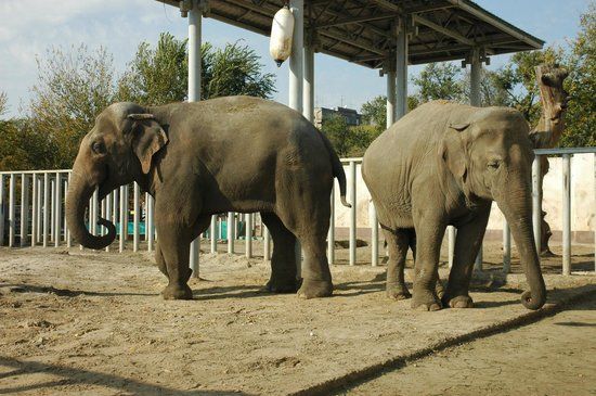 Ogród zoologiczny w Charkowie