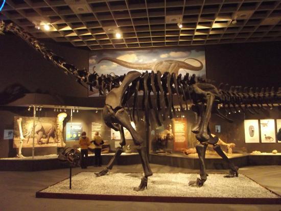 Muzeum Historii Naturalnej LWL