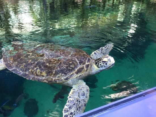 Ozeaneum w Stralsundzie