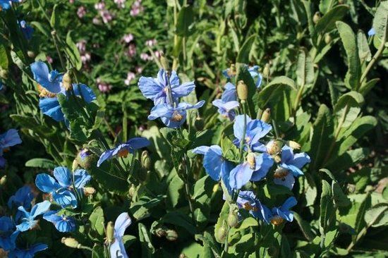 Ogród Botaniczny w Akureyri